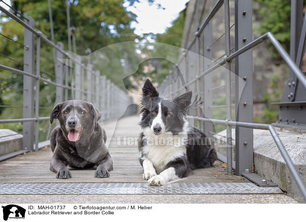 Labrador Retriever und Border Collie / Labrador Retriever and Border Collie / MAH-01737