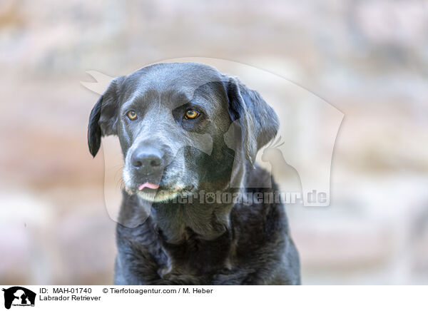 Labrador Retriever / Labrador Retriever / MAH-01740