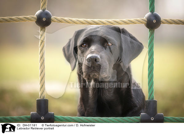 Labrador Retriever Portrait / Labrador Retriever portrait / DH-01181