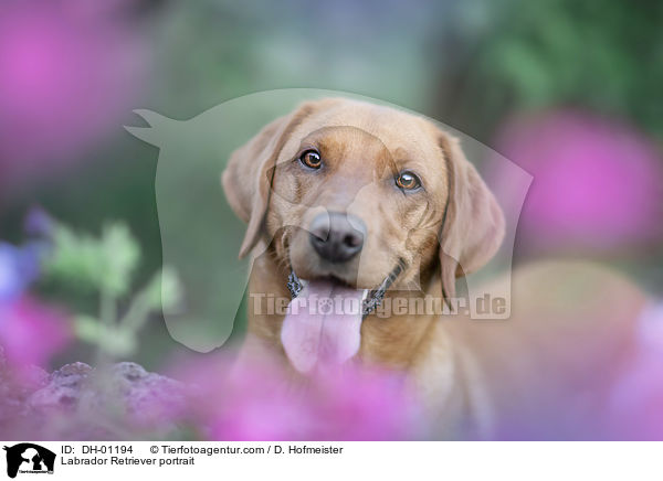 Labrador Retriever portrait / DH-01194