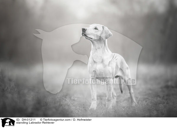 stehender Labrador Retriever / standing Labrador Retriever / DH-01211