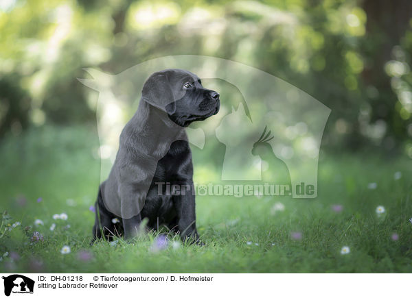 sitzender Labrador Retriever / sitting Labrador Retriever / DH-01218