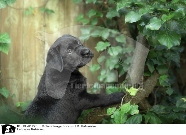 Labrador Retriever / Labrador Retriever / DH-01220