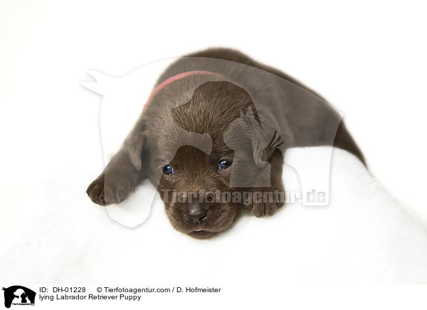 liegender Labrador Retriever Welpe / lying Labrador Retriever Puppy / DH-01228