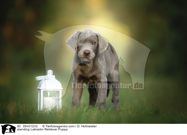 stehender Labrador Retriever Welpe / standing Labrador Retriever Puppy / DH-01233