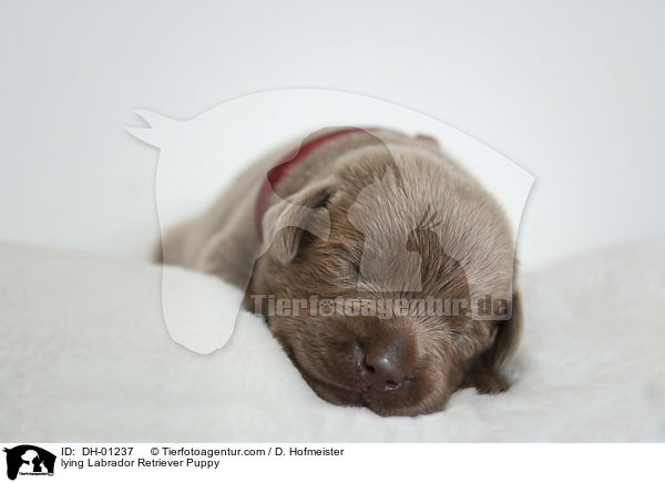 liegender Labrador Retriever Welpe / lying Labrador Retriever Puppy / DH-01237