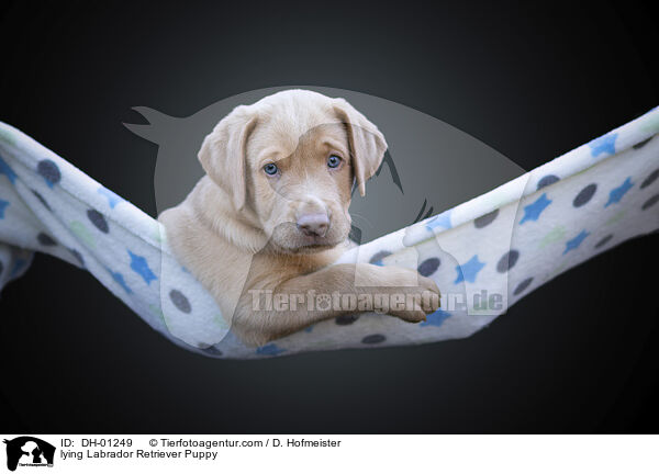 lying Labrador Retriever Puppy / DH-01249