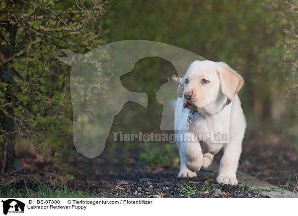 Labrador Retriever Welpe / Labrador Retriever Puppy / BS-07880