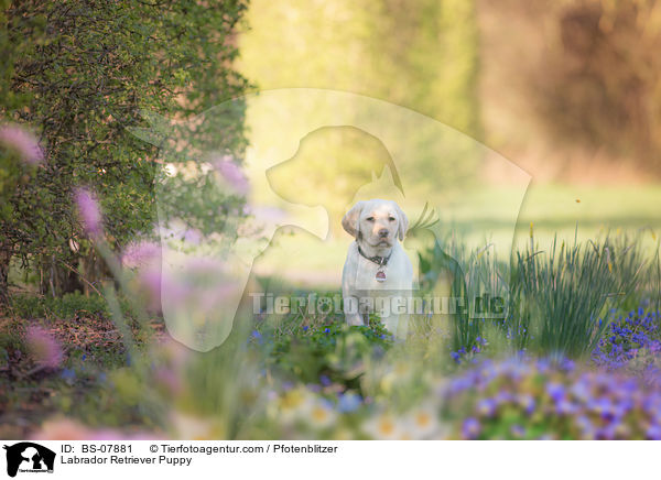 Labrador Retriever Welpe / Labrador Retriever Puppy / BS-07881