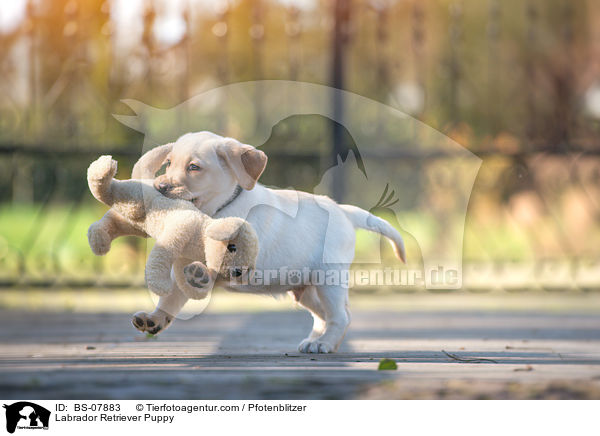 Labrador Retriever Welpe / Labrador Retriever Puppy / BS-07883