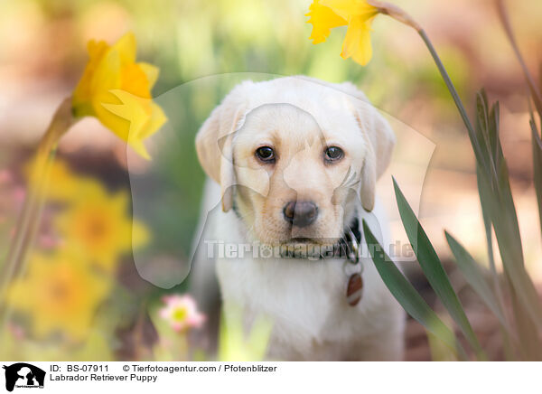Labrador Retriever Welpe / Labrador Retriever Puppy / BS-07911