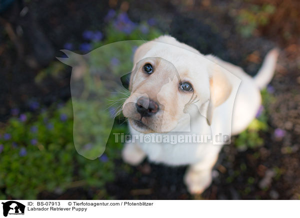 Labrador Retriever Welpe / Labrador Retriever Puppy / BS-07913