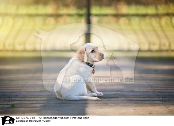 Labrador Retriever Welpe / Labrador Retriever Puppy / BS-07915