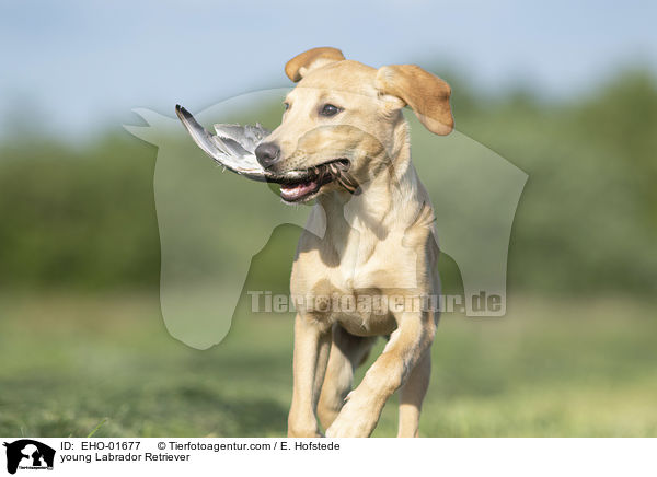 junger Labrador Retriever / young Labrador Retriever / EHO-01677
