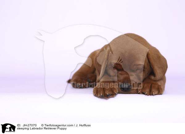 sleeping Labrador Retriever Puppy / JH-27070