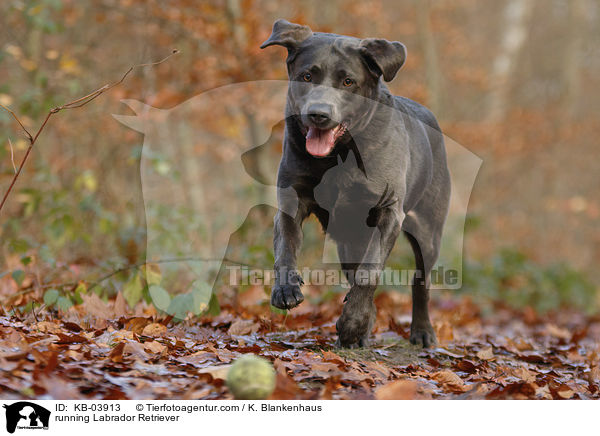 rennender Labrador Retriever / running Labrador Retriever / KB-03913