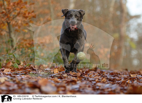 rennender Labrador Retriever / running Labrador Retriever / KB-03916