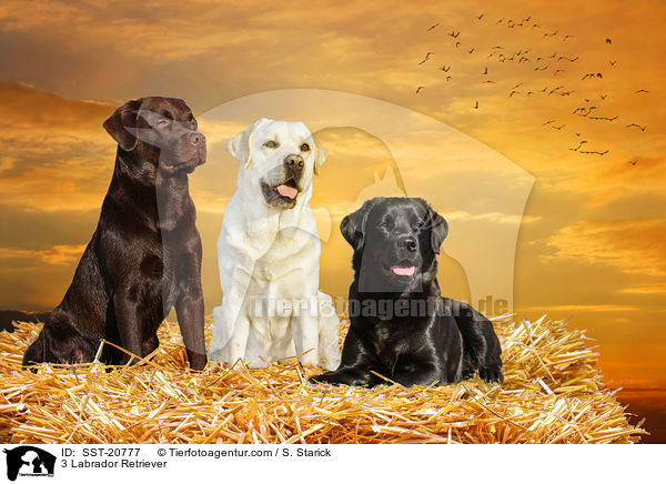 3 Labrador Retriever / 3 Labrador Retriever / SST-20777