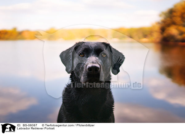 Labrador Retriever Portrait / Labrador Retriever Portrait / BS-08087