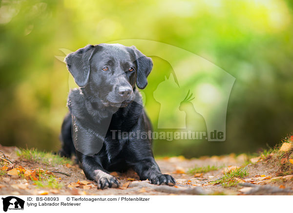 liegender Labrador Retriever / lying Labrador Retriever / BS-08093