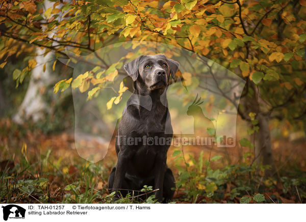sitzender Labrador Retriever / sitting Labrador Retriever / TAH-01257