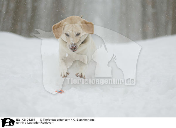 rennender Labrador Retriever / running Labrador Retriever / KB-04267