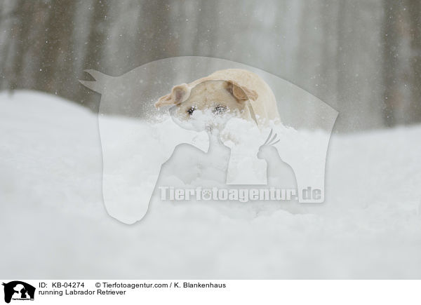 rennender Labrador Retriever / running Labrador Retriever / KB-04274