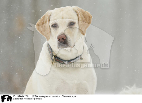 Labrador Retriever Portrait / Labrador Retriever portrait / KB-04280