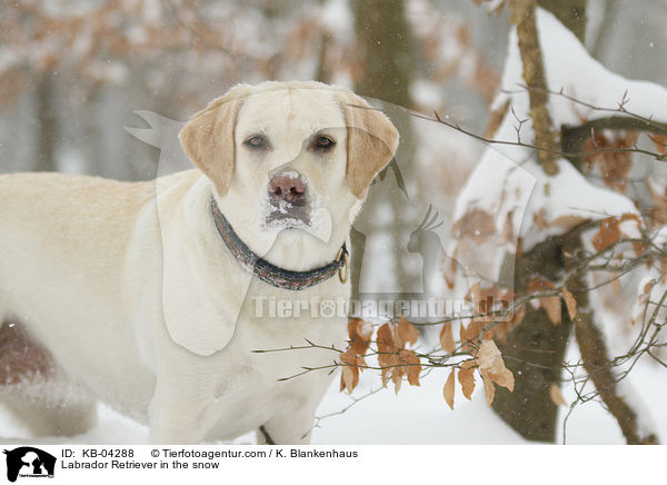 Labrador Retriever im Schnee / Labrador Retriever in the snow / KB-04288