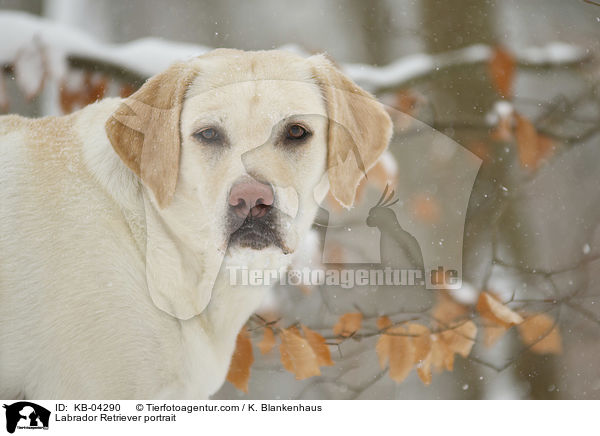 Labrador Retriever Portrait / Labrador Retriever portrait / KB-04290