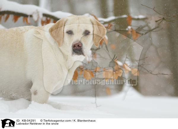 Labrador Retriever im Schnee / Labrador Retriever in the snow / KB-04291