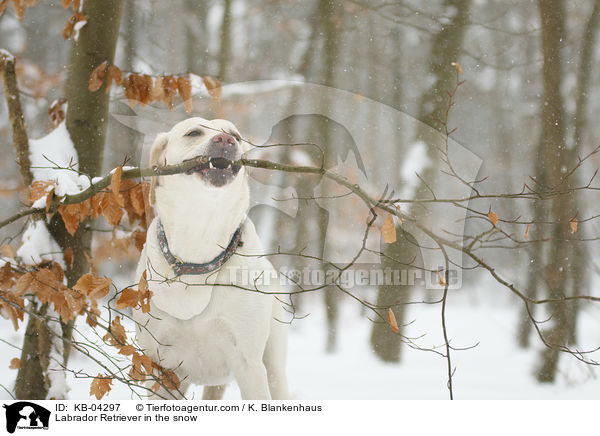 Labrador Retriever im Schnee / Labrador Retriever in the snow / KB-04297