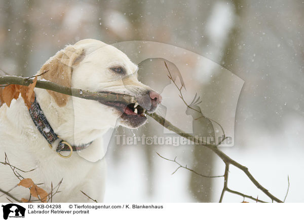 Labrador Retriever Portrait / Labrador Retriever portrait / KB-04298