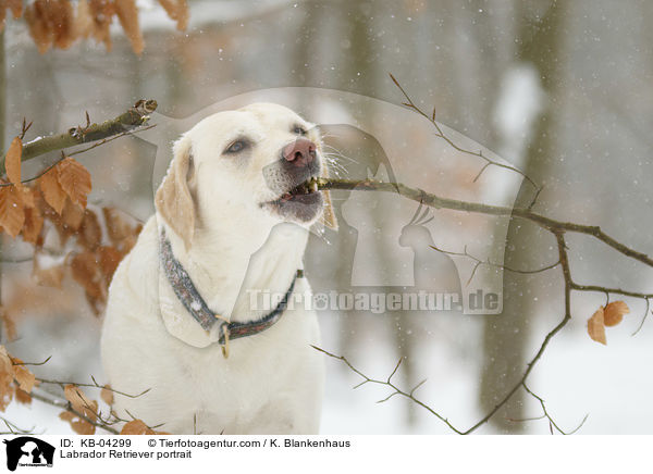 Labrador Retriever Portrait / Labrador Retriever portrait / KB-04299