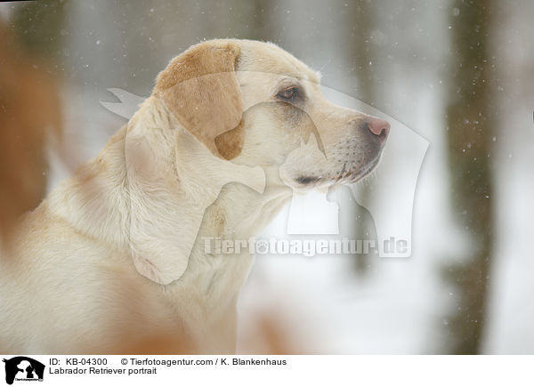 Labrador Retriever Portrait / Labrador Retriever portrait / KB-04300