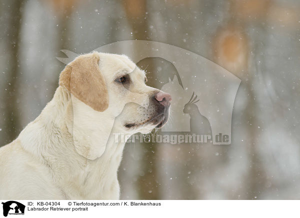 Labrador Retriever Portrait / Labrador Retriever portrait / KB-04304