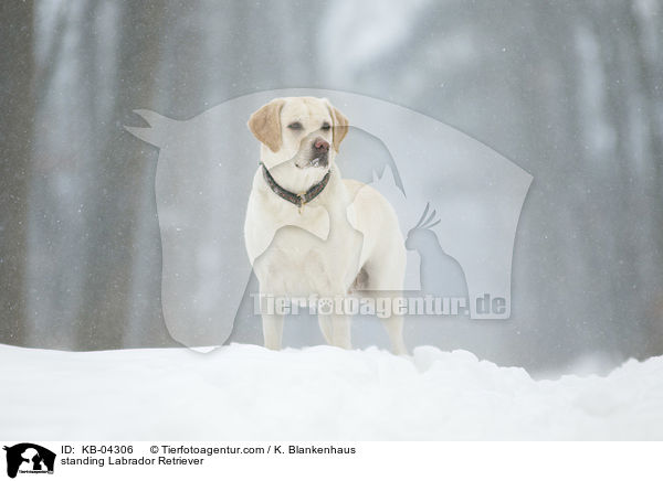 stehender Labrador Retriever / standing Labrador Retriever / KB-04306