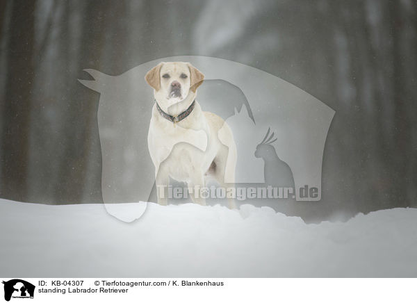 stehender Labrador Retriever / standing Labrador Retriever / KB-04307