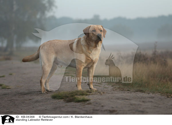 stehender Labrador Retriever / standing Labrador Retriever / KB-04368