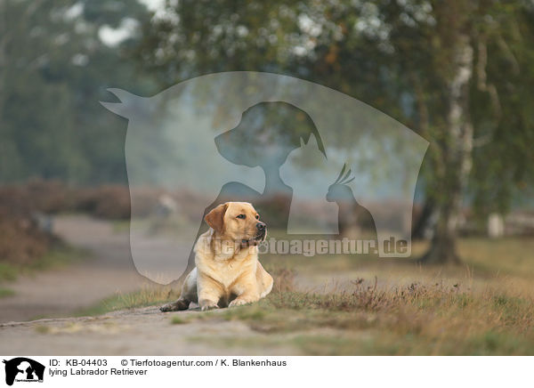 liegender Labrador Retriever / lying Labrador Retriever / KB-04403