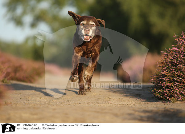 rennender Labrador Retriever / running Labrador Retriever / KB-04570