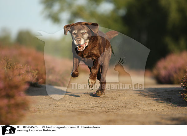 rennender Labrador Retriever / running Labrador Retriever / KB-04575