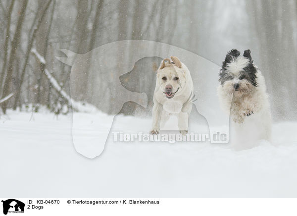 2 Hunde / 2 Dogs / KB-04670