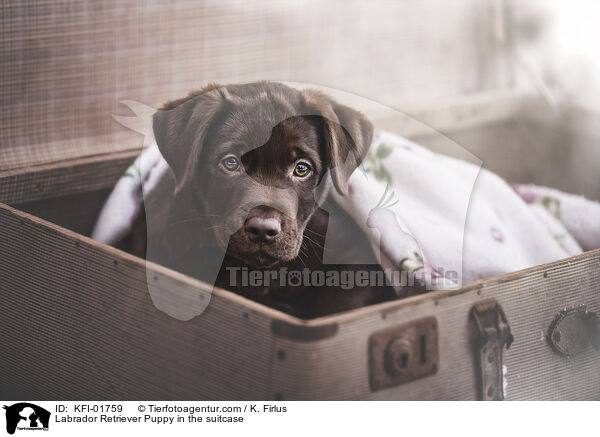 Labrador Retriever Welpe im Koffer / Labrador Retriever Puppy in the suitcase / KFI-01759