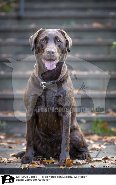 sitzender Labrador Retriever / sitting Labrador Retriever / MAH-01851