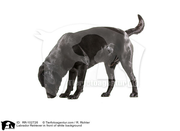 Labrador Retriever vor weiem Hintergrund / Labrador Retriever in front of white background / RR-102726