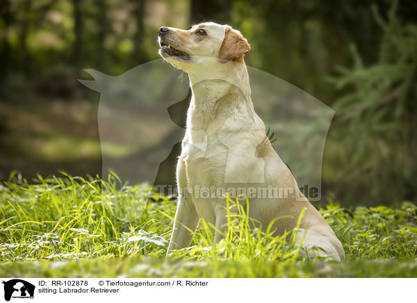 sitzender Labrador Retriever / sitting Labrador Retriever / RR-102878