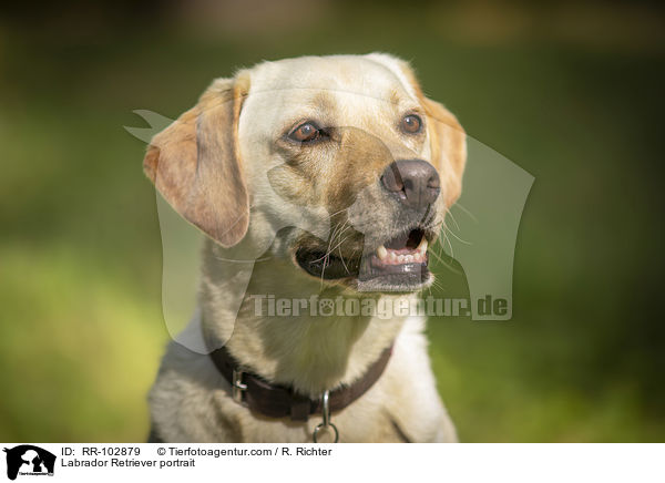 Labrador Retriever Portrait / Labrador Retriever portrait / RR-102879