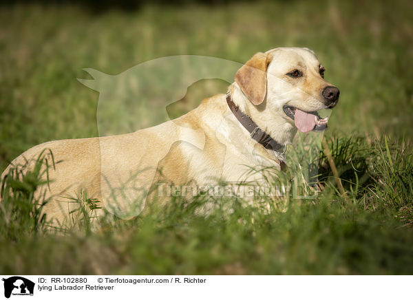 liegender Labrador Retriever / lying Labrador Retriever / RR-102880
