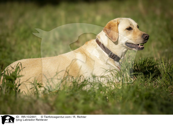 liegender Labrador Retriever / lying Labrador Retriever / RR-102881